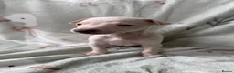 Italian Greyhound dogs for sale: KC Italian Greyhound Boy - Advert 2