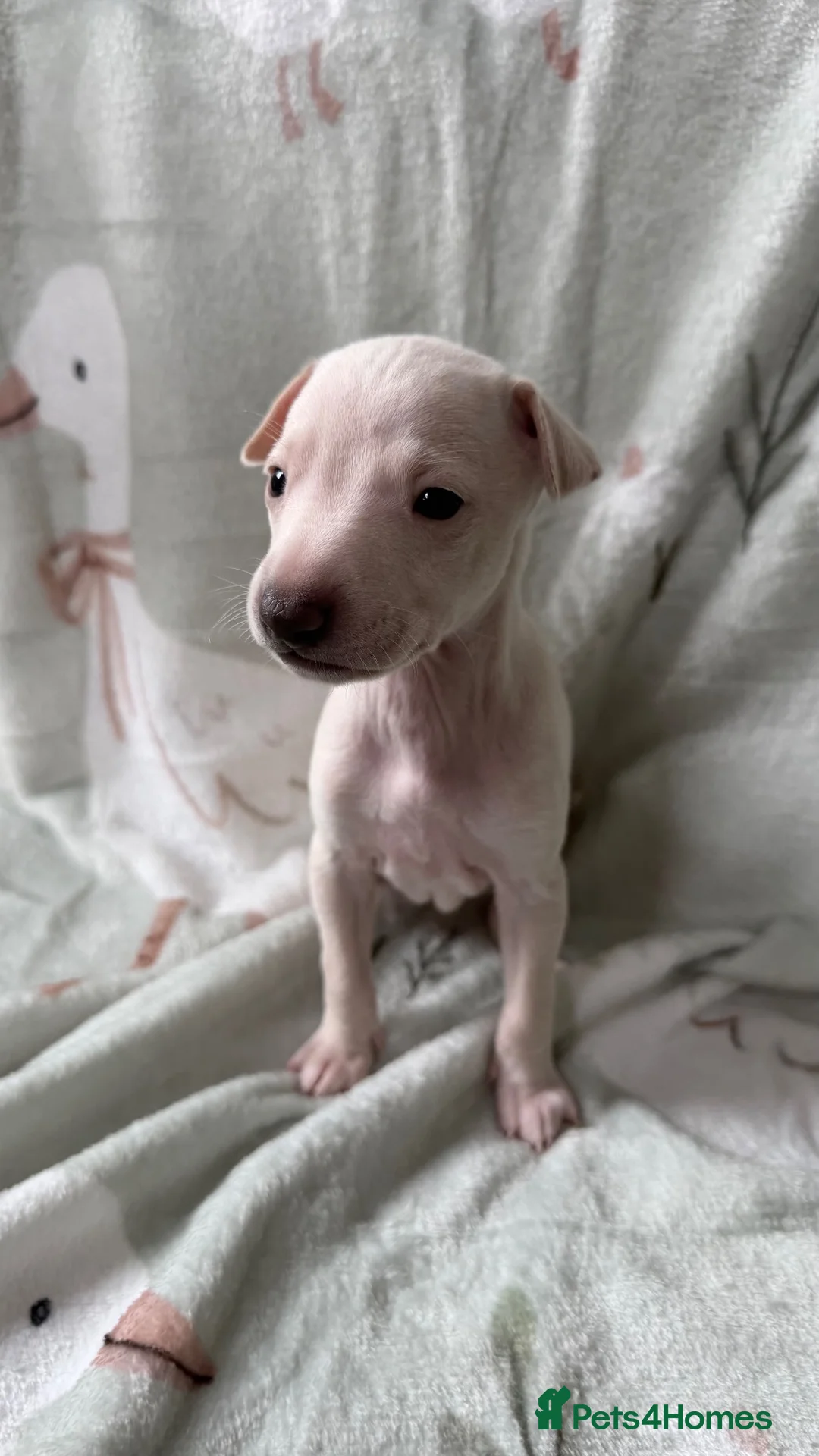 Italian Greyhound dogs for sale: KC Italian Greyhound Boy - Advert 2