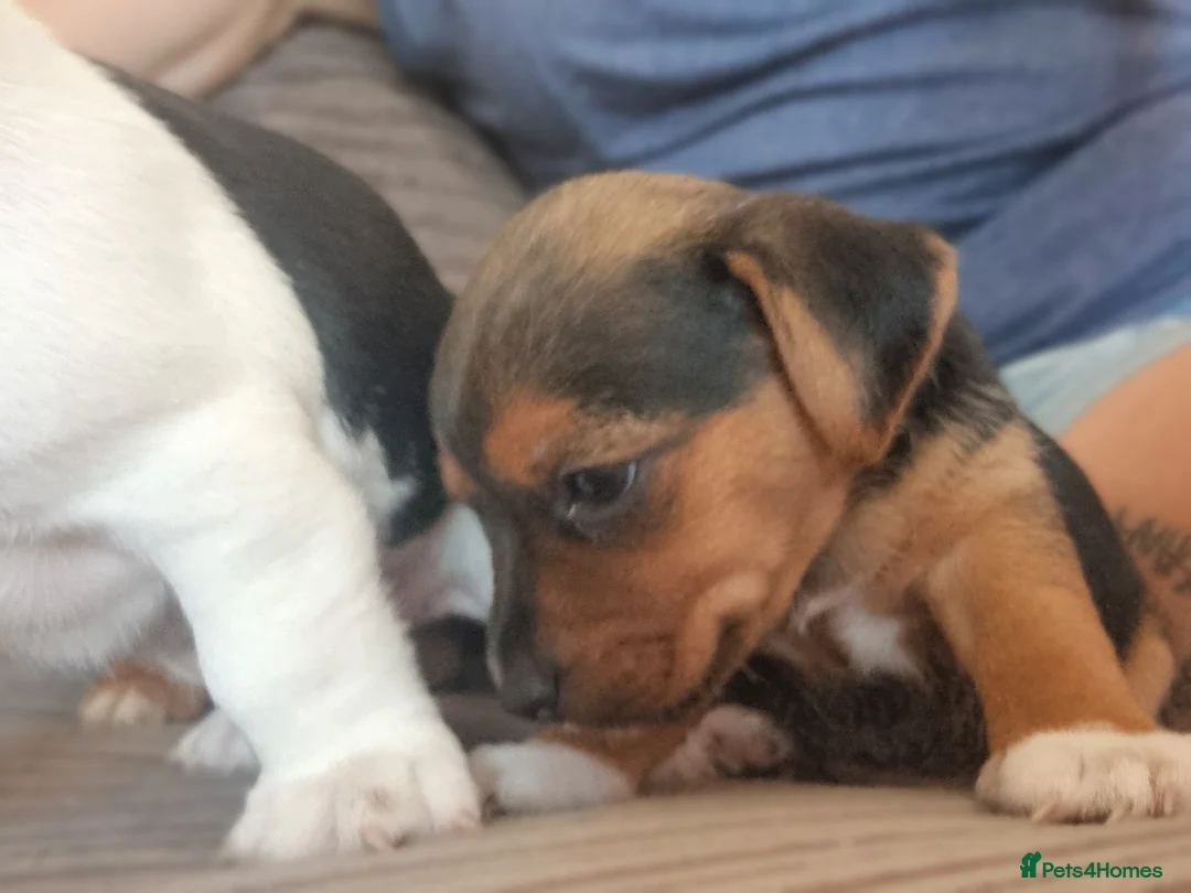Jack Russell dogs for sale: 2 left...  Jack Russell pups - Advert 2