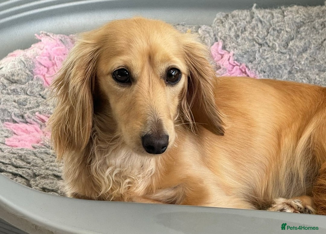 Miniature Dachshund dogs for stud: Miniature Longhaired Dachshund Pure cream STUD - Image 3