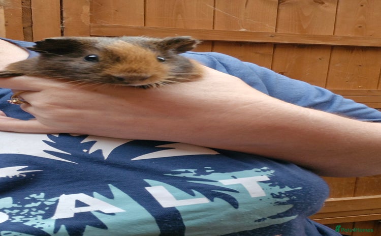 Guinea Pig rodents - Advert 1