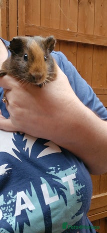 Guinea Pig rodents - Advert 1