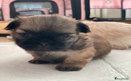 Shih Tzu dogs for sale: 2 Stunning Genuine Imperial ShihTzu's  - Image 9