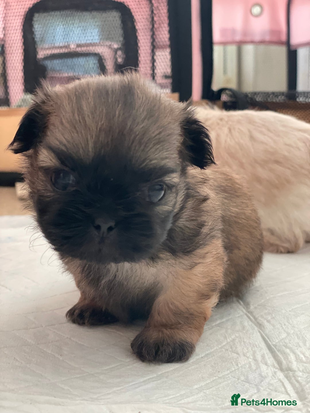Shih Tzu dogs for sale: 2 Stunning Genuine Imperial ShihTzu's  - Image 9