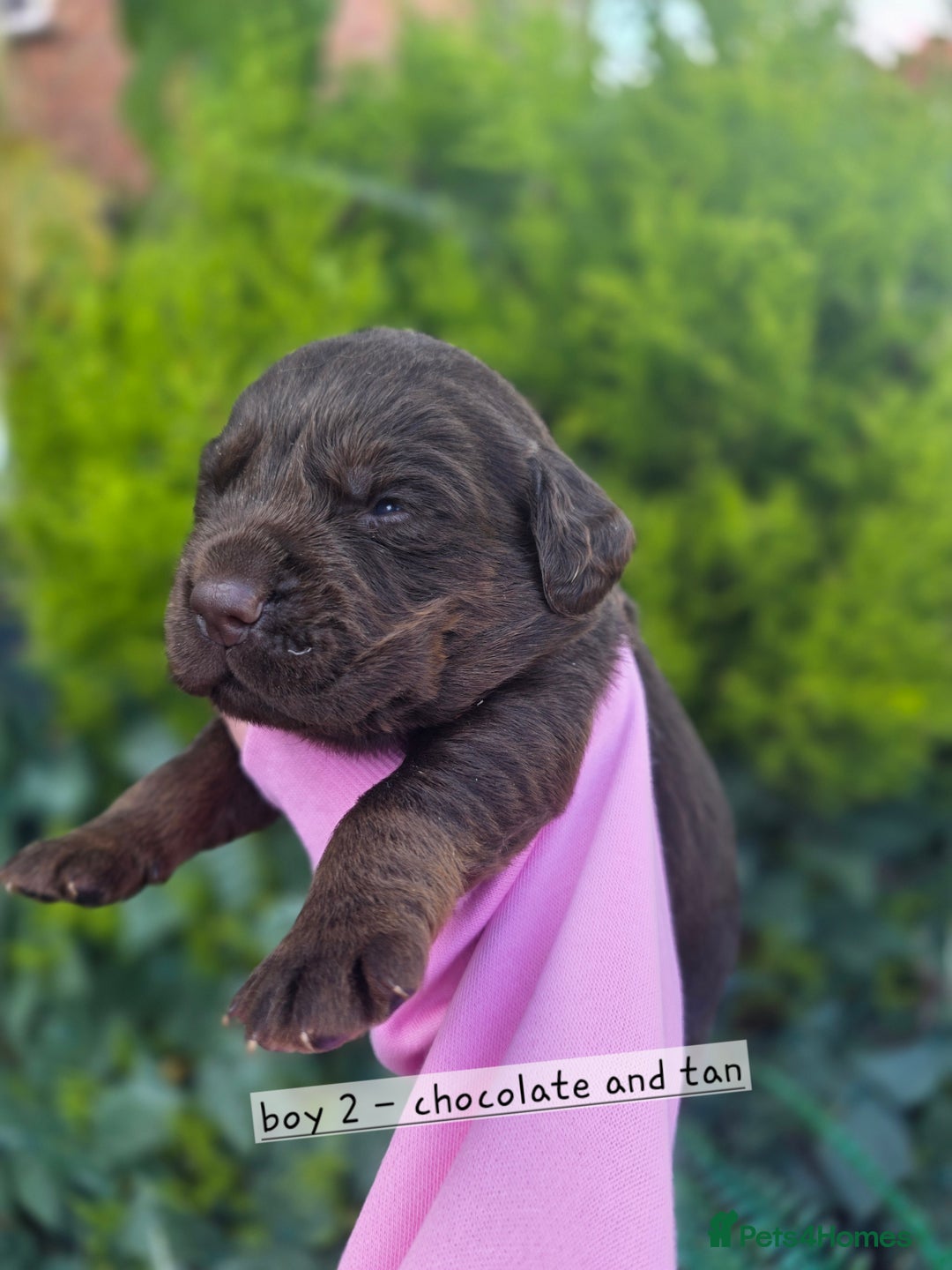 Cockerdor dogs for sale: F1 cockerdor puppies , cocker x labrador  - Image 38