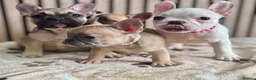 French Bulldog dogs for sale: KC REGISTERED FRENCH BULLDOG 🐶 - Advert 19