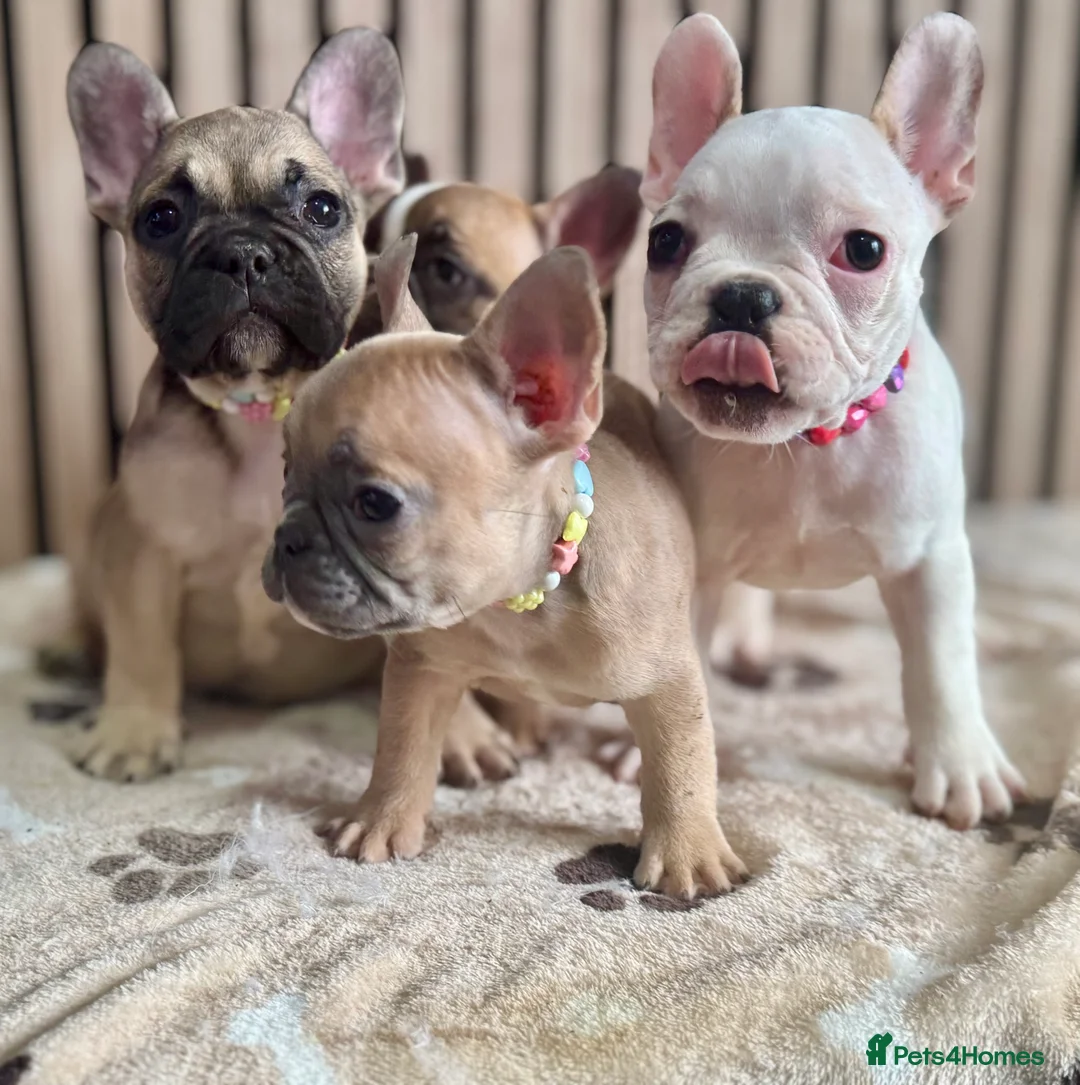 French Bulldog dogs for sale: KC REGISTERED FRENCH BULLDOG 🐶 - Advert 19