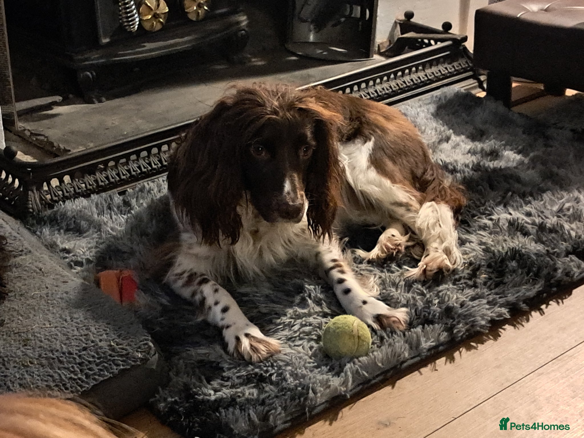 English Springer Spaniel dogs English Springer Spaniel pups  - Advert 14