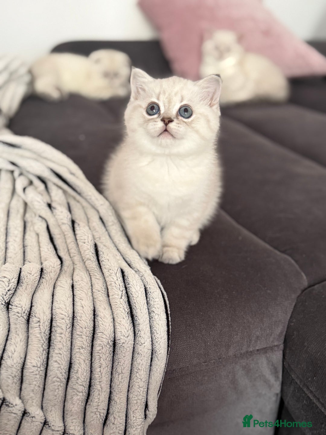 Scottish Fold cats for sale: 😻Stunning Pure breed Scottish fold kittens 😻 - Advert 27