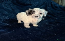 Mixed Breed dogs for sale: 3/4 spaniels 1/4 jack Russel puppy’s 🩷 - Image 1