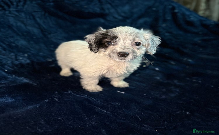 Mixed Breed dogs - Advert 3