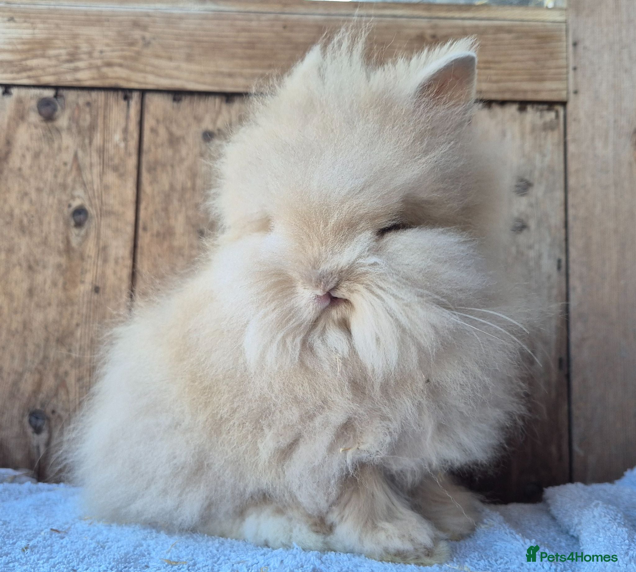 Lionhead rabbits Lion head babys ready now.  - Advert 19