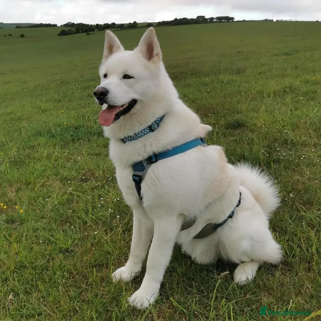 Akita dogs for sale: Purebred White American Akita  - Image 3