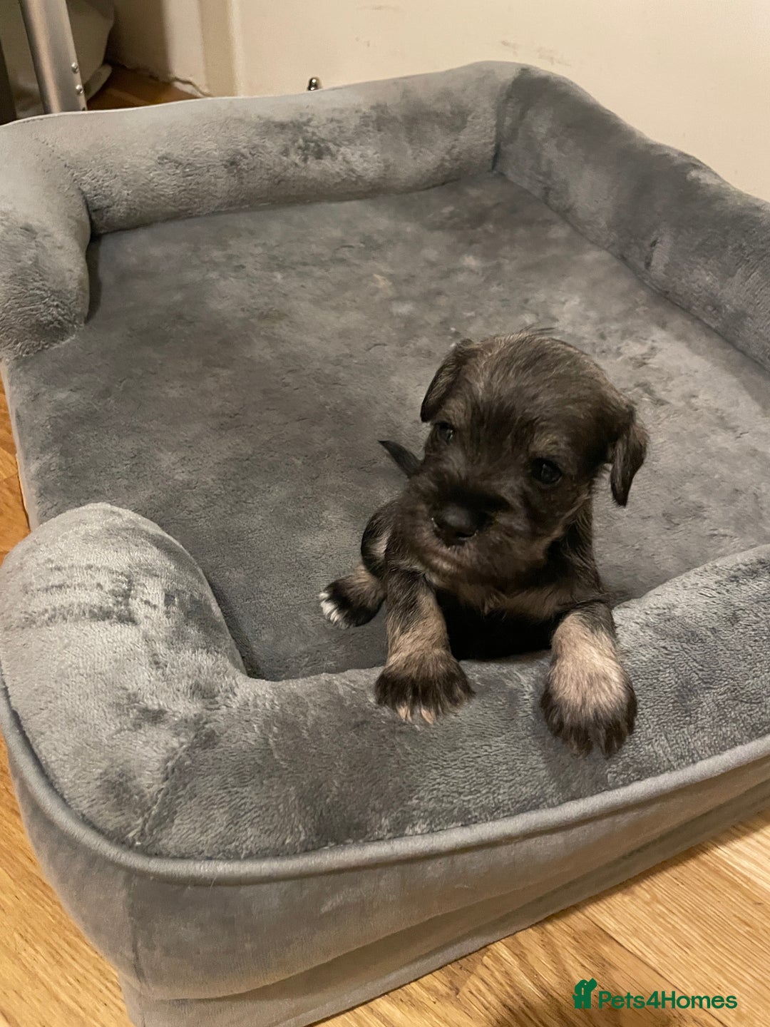 Miniature Schnauzer dogs for sale: Lovely litter of miniature schnauzers  - Advert 7