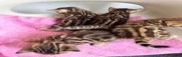 Bengal cats for sale: Beautiful Bengal Kittens – 1 Male & 3 Females 🐈😻 in London - Advert 4