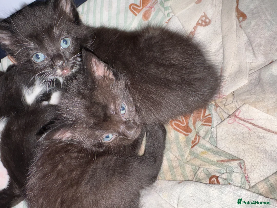 Mixed Breed cats for sale: 2 all black boys left  - Advert 4