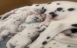 Dalmatian dogs for sale: 6 Beautiful Chunky Dalmatians born 27/5/25 in Stafford - Image 21
