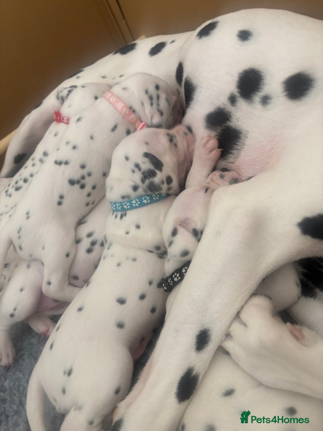 Dalmatian dogs for sale: 6 Beautiful Chunky Dalmatians born 27/5/25 in Stafford - Image 21
