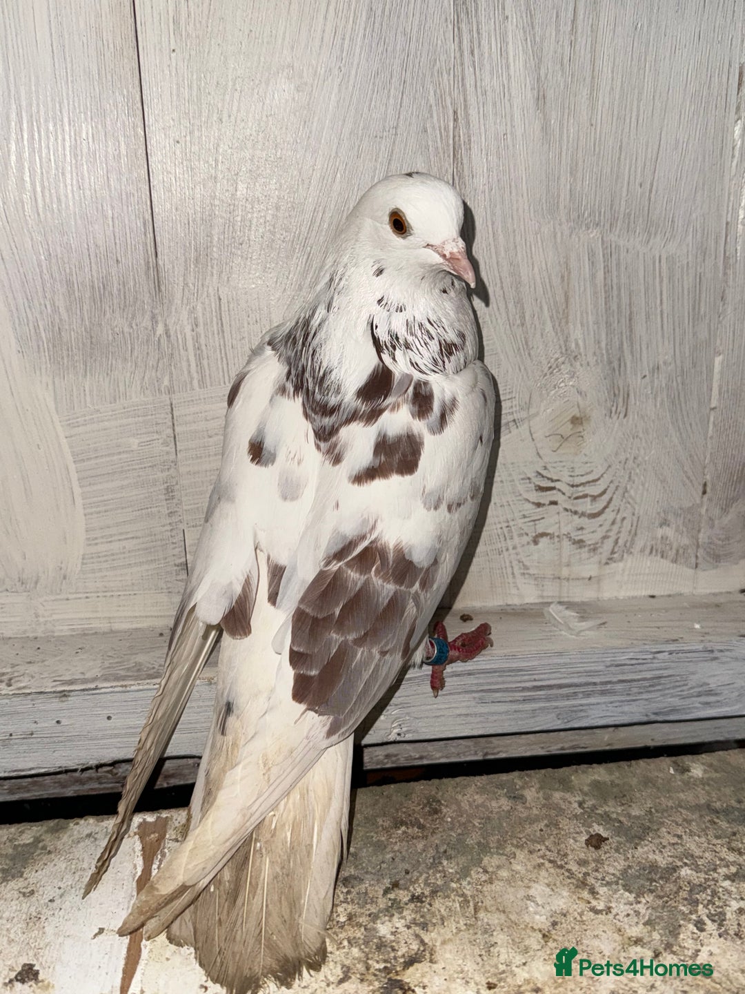 Pigeons birds for sale: Birmingham rollers for sale  - Advert 5