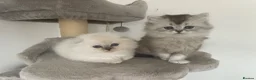 Scottish Fold cats for sale: Adorable Scottish Fold Kittens - Advert 9
