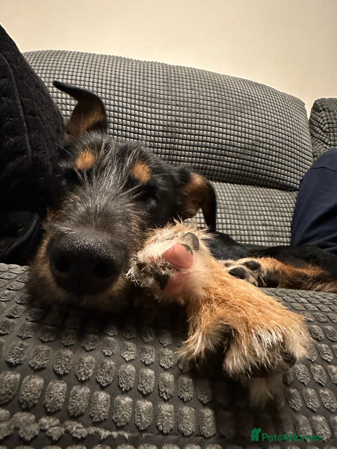 Mixed Breed dogs for sale: 7 month Terrier cross German shepherd  - Advert 3