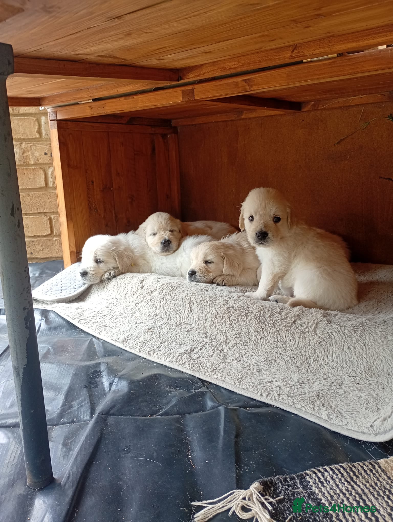 Golden Retriever dogs Golden retriever puppies - Advert 1