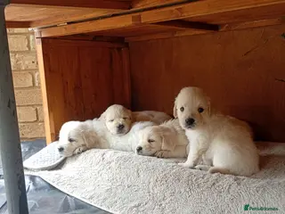 Golden Retriever dogs Golden retriever puppies - Advert 1