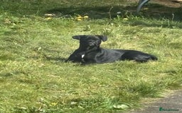 Frug dogs for sale: French bull dog cross pug  - Image 3