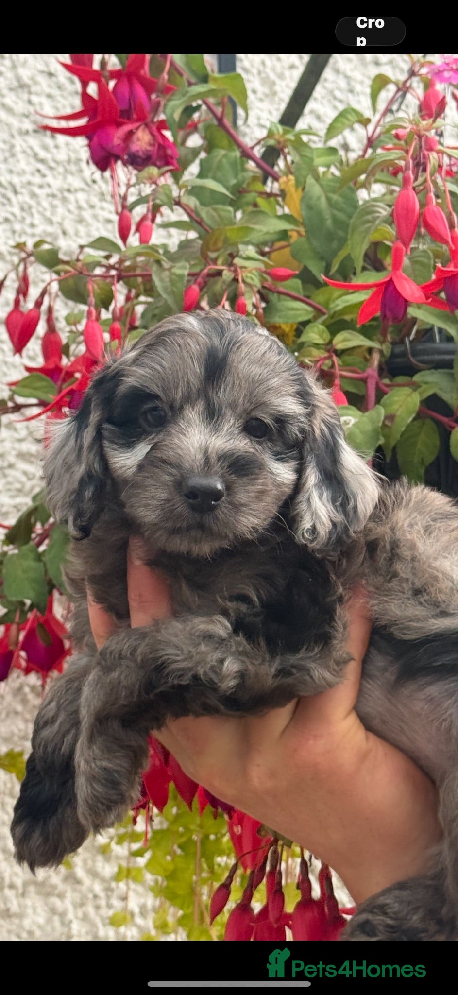 Cockapoo dogs Stunning F1 Cockapoos - Advert 16