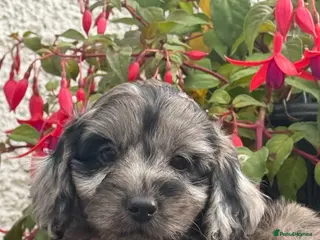 Cockapoo dogs Stunning F1 Cockapoos - Advert 16