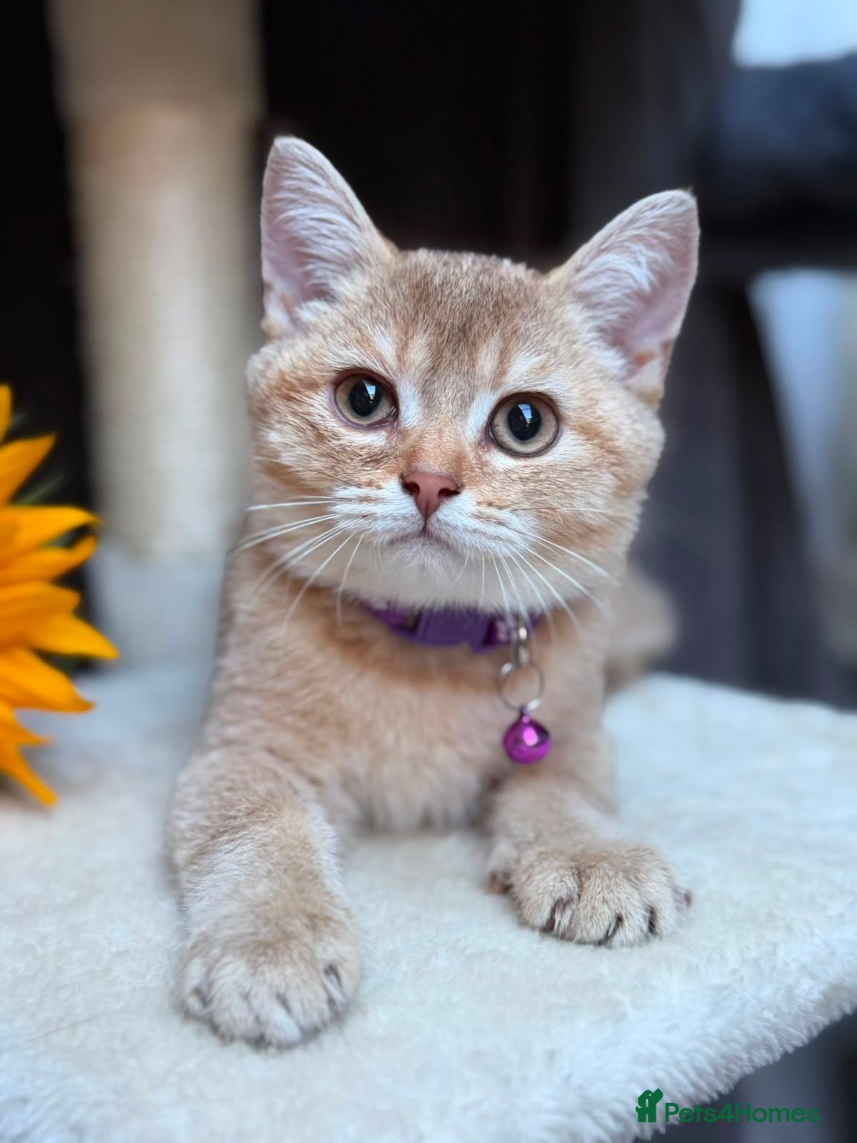 British Longhair cats TICA BRITISH SHORTHAIR & LONGHAIR KITTENS  - Advert 18