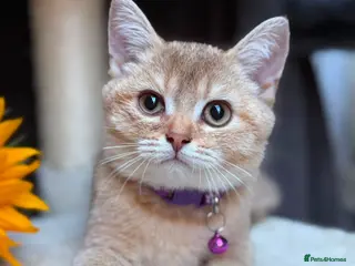 British Longhair cats TICA BRITISH SHORTHAIR & LONGHAIR KITTENS - Advert 18