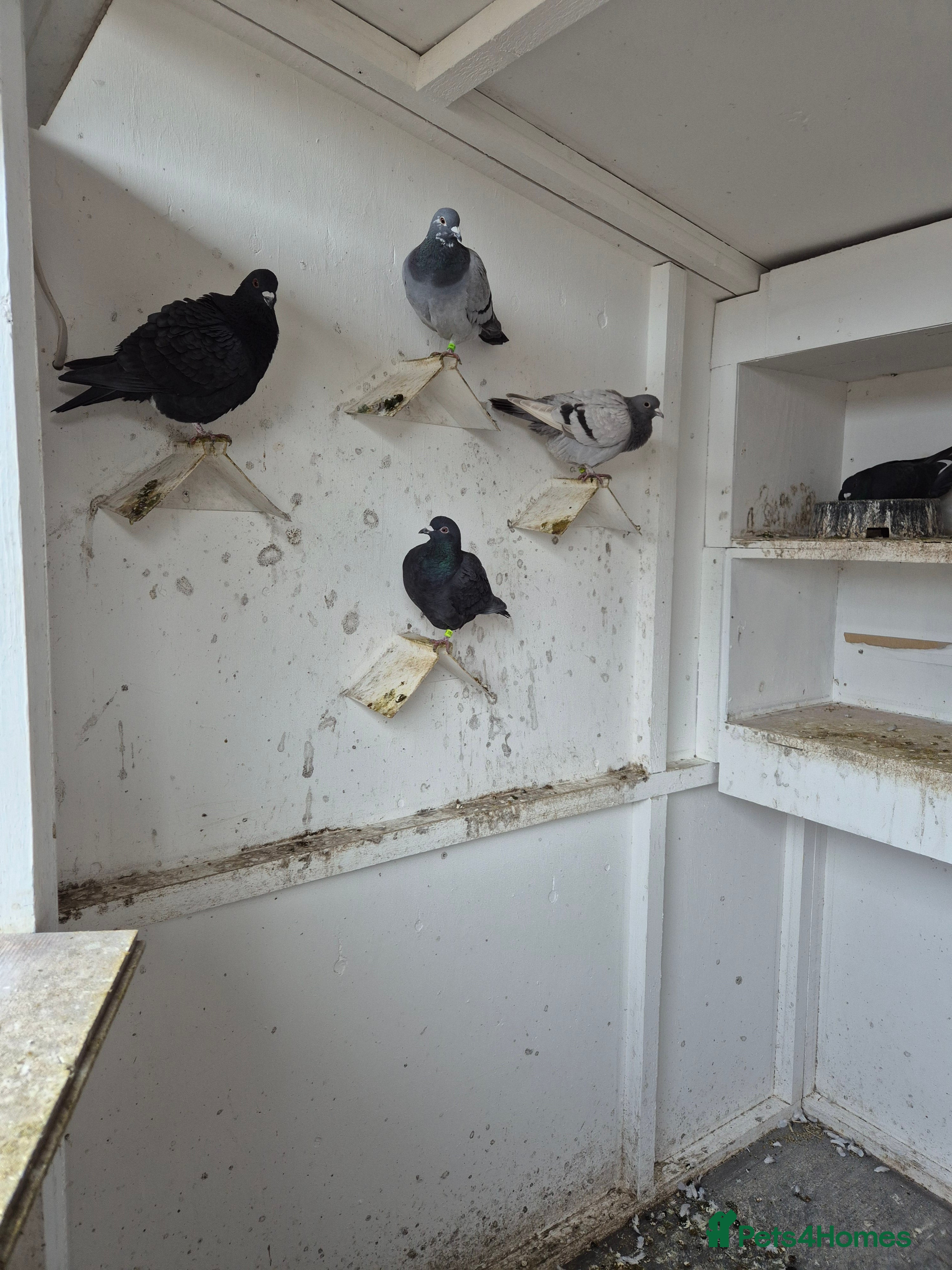 Pigeons birds Mixed racing pigeons for sale  - Advert 1