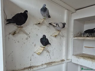 Pigeons birds Mixed racing pigeons for sale - Advert 1