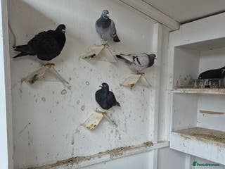 Pigeons birds Mixed racing pigeons for sale - Advert 2