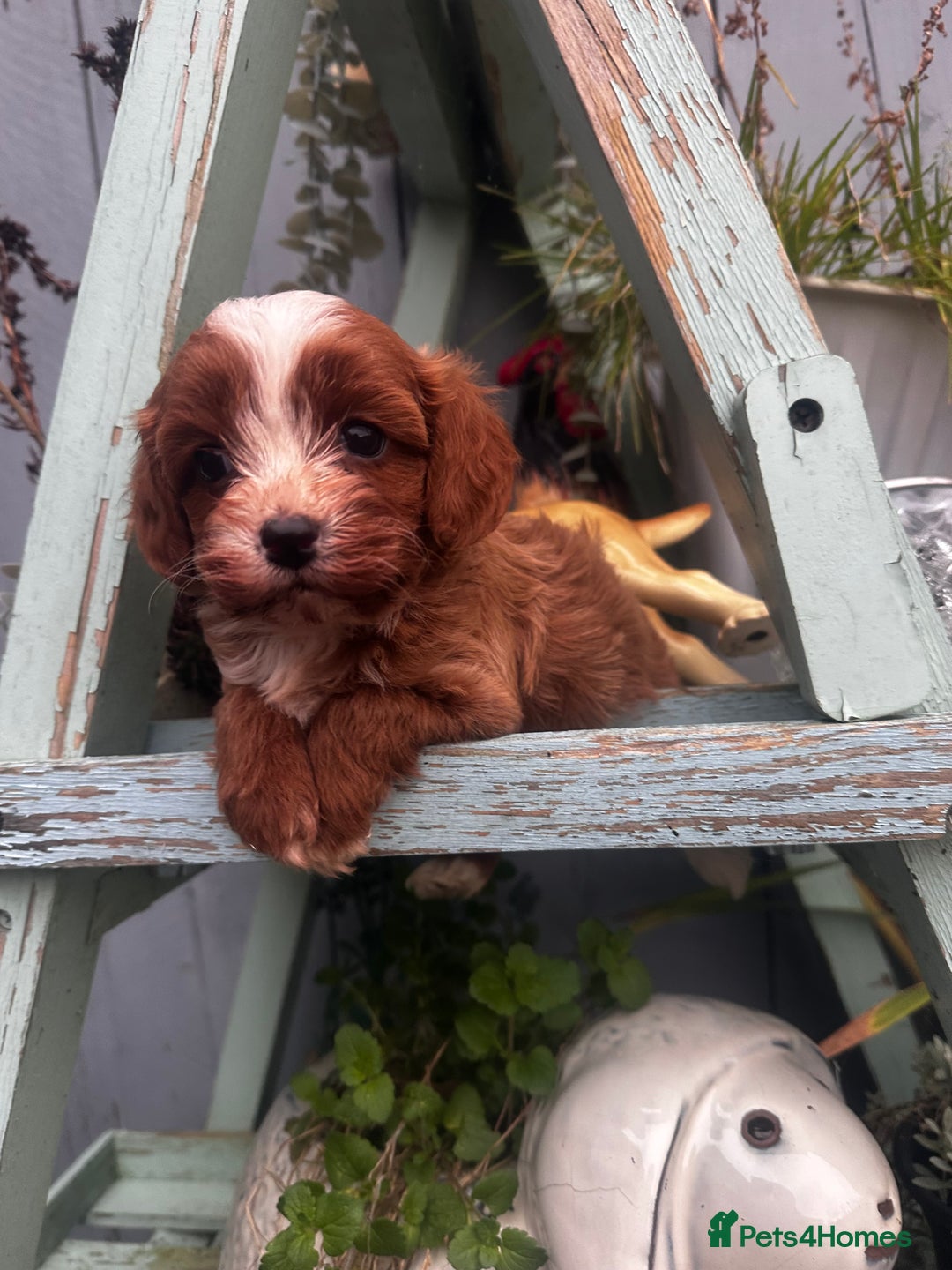 Cavapoo dogs for sale: Bright red not to curly f1 Cavapoo’s  - Advert 16