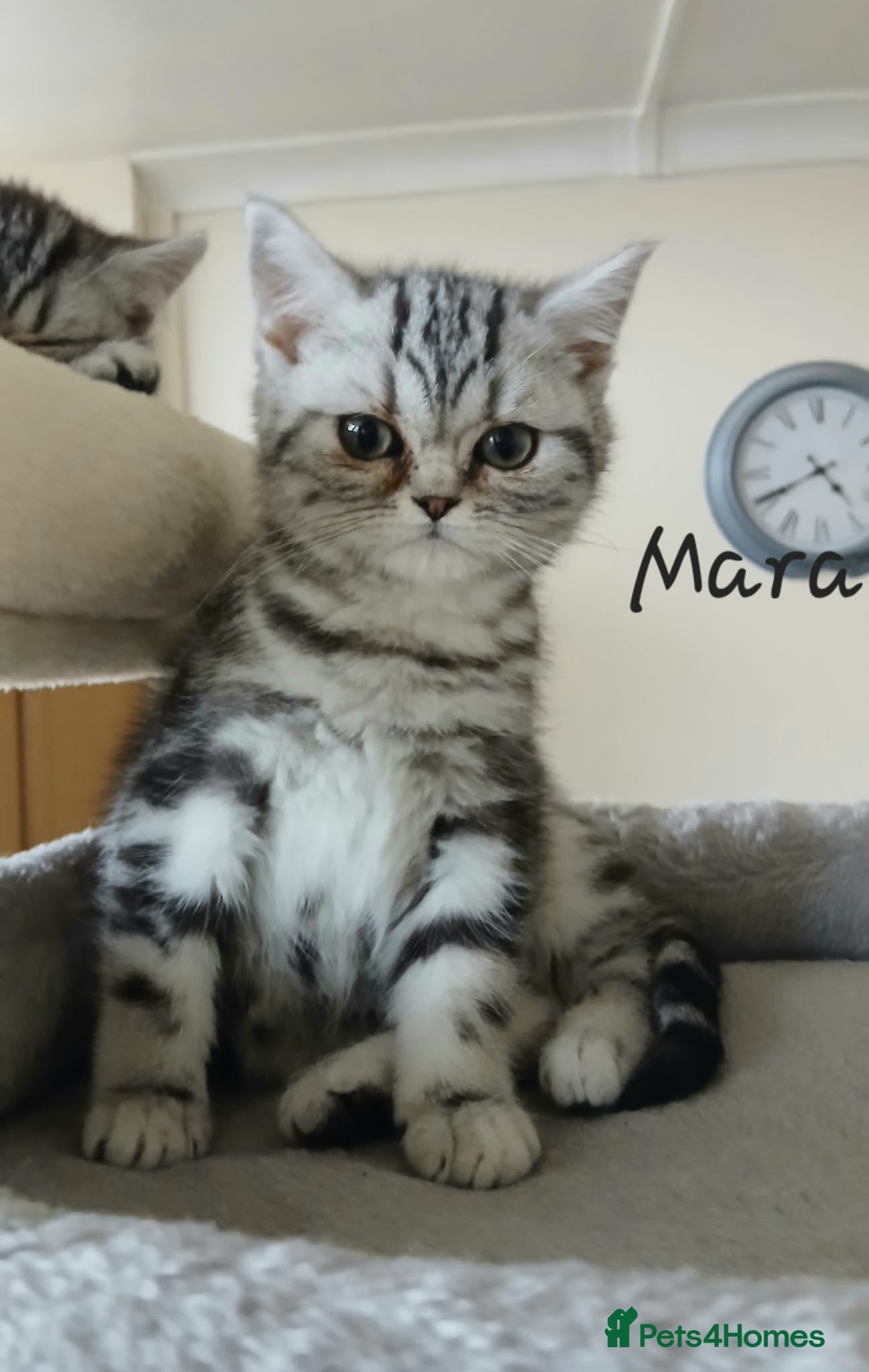 British Shorthair cats Bsh.Tabby kittens.Various prices for kittens. - Advert 10