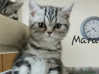 British Shorthair cats Bsh.Tabby kittens.Various prices for kittens. - Advert 10