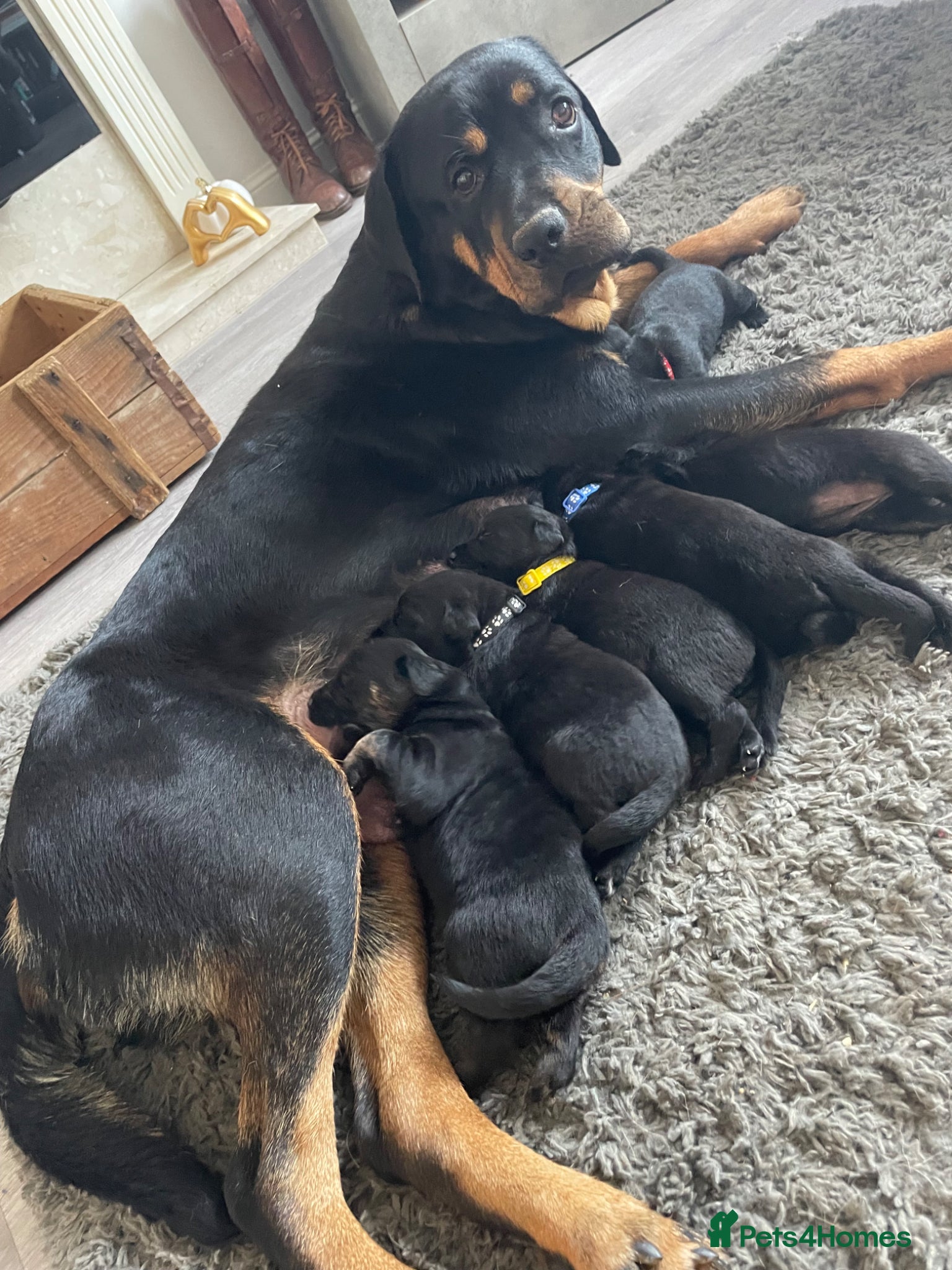 Mixed Breed dogs Rottweiler/ Retriver mix  - Advert 3