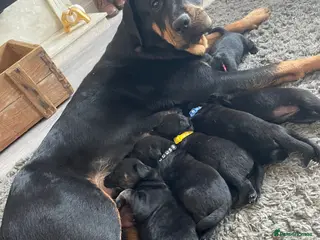 Mixed Breed dogs Rottweiler/ Retriver mix - Advert 3