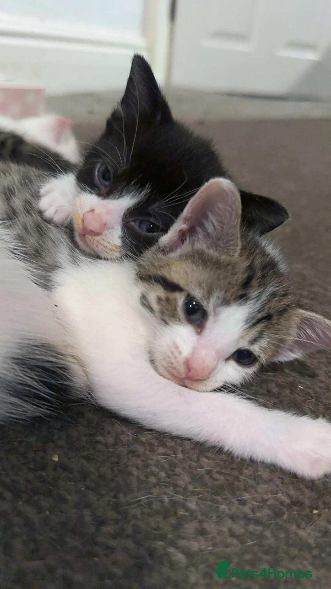 Mixed Breed cats for sale: Kittens  - Advert 2