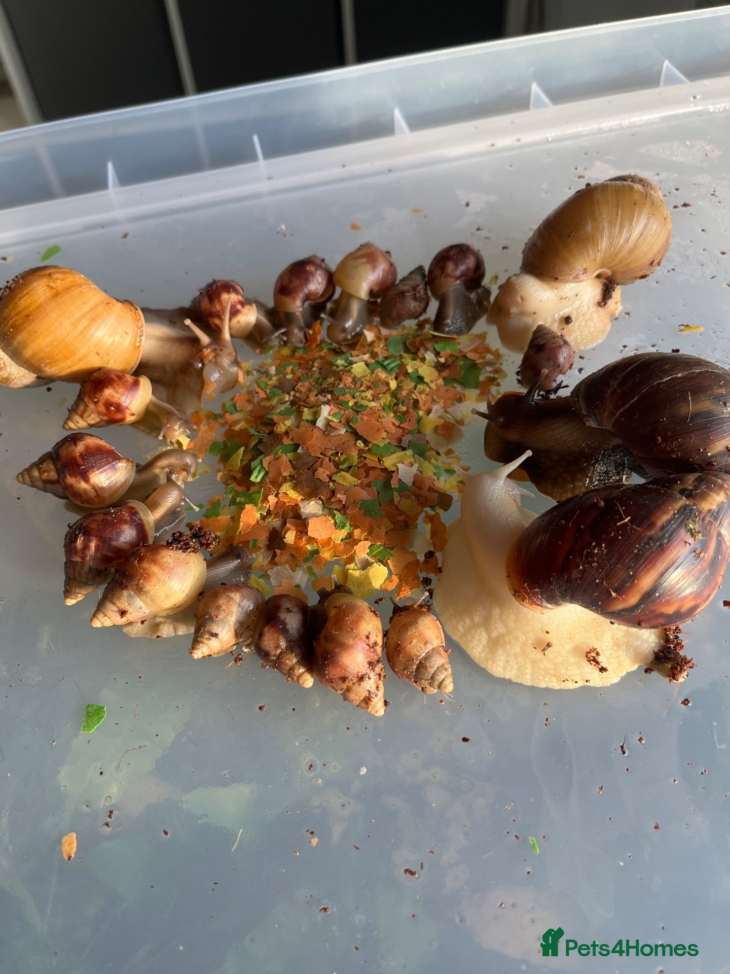 Snails invertebrates Giant African land snails (Lissachatina fulica)  - Advert 13