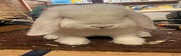 Netherland Dwarf rabbits for sale: Young Netherland Dwarfs - Advert 5