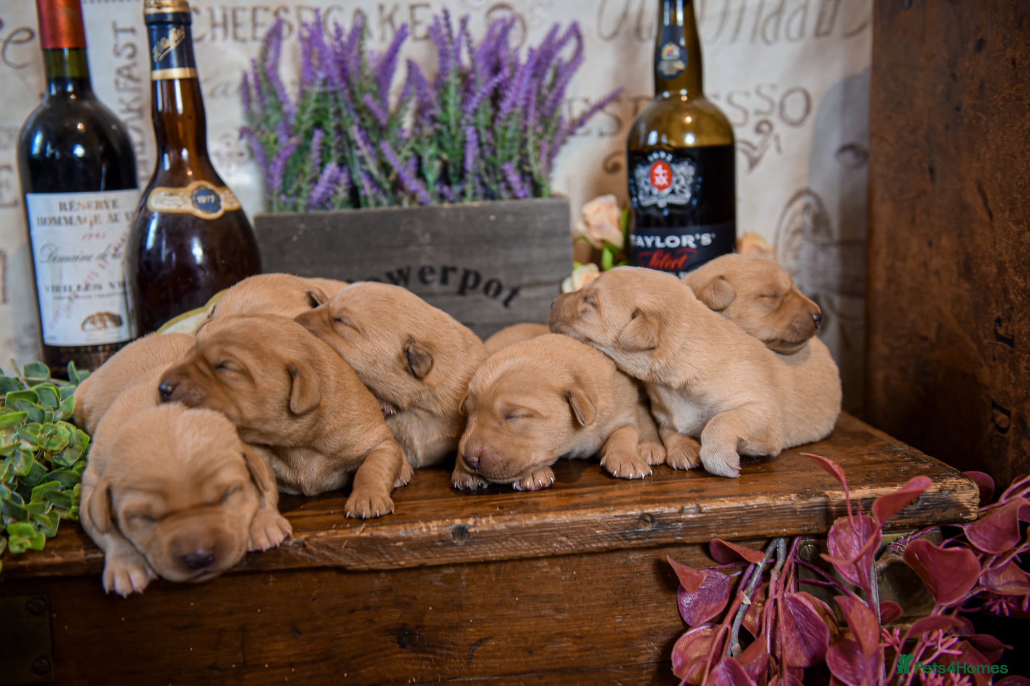 Labrador Retriever dogs Top Deep Red Quality Labrador JC Puppies KC Reg  - Advert 1
