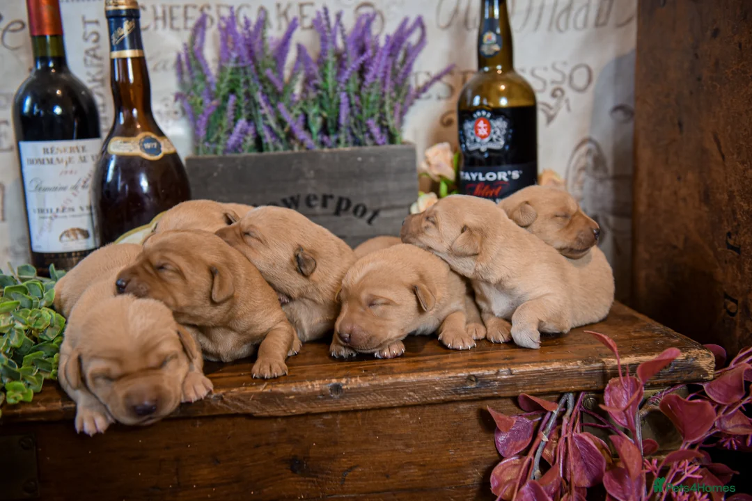 Labrador Retriever dogs for sale: Top Deep Red Quality Labrador JC Puppies KC Reg  - Advert 2
