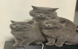 British Shorthair cats for sale: Two beautiful and lovely girls - Image 13