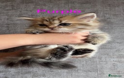 Scottish Fold cats for sale: 💞Beautiful Scottish Fold and Straight kittens🐾 - Image 25