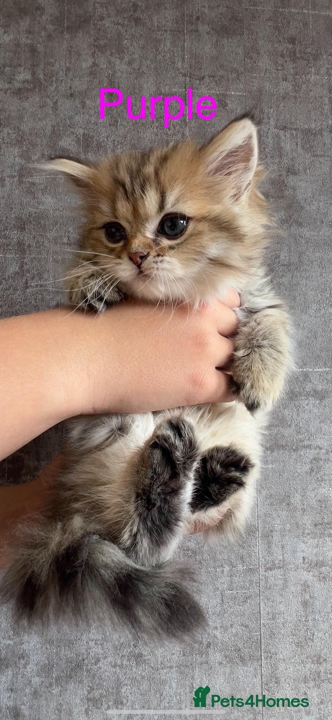 Scottish Fold cats for sale: 💞Beautiful Scottish Fold and Straight kittens🐾 - Image 25