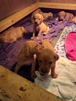 Mixed Breed dogs - Advert 7