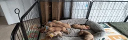 Golden Retriever dogs for sale: KC Registered Golden Retriever Pups Ready 7th June - Advert 10